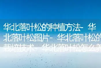 球根秋海棠的养殖方法 球根秋海棠的栽培管理技术