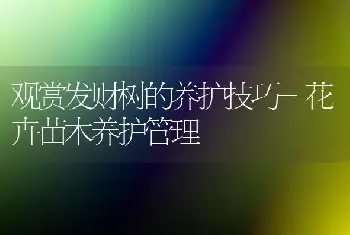 观赏发财树的养护技巧-花卉苗木养护管理