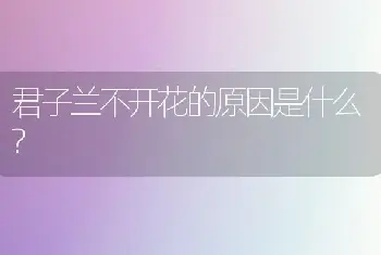 君子兰不开花的原因是什么?