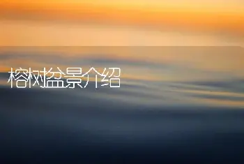 榕树盆景介绍