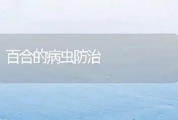 紫罗兰缺硼症的防治