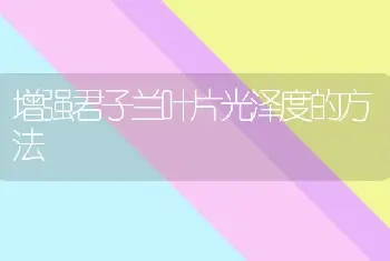 增强君子兰叶片光泽度的方法