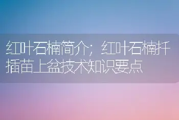 红叶石楠简介；红叶石楠扦插苗上盆技术知识要点