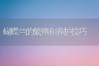 蝴蝶兰的繁殖和养护技巧