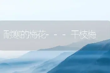 耐寒的梅花---干枝梅