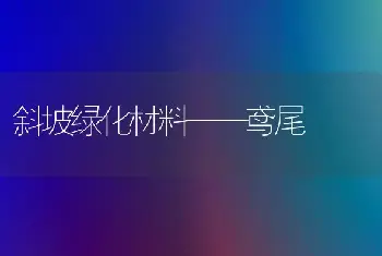 斜坡绿化材料——鸢尾