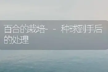 百合的栽培--种球到手后的处理