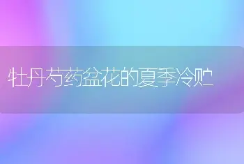 非洲紫罗兰的生长习性如何? 非洲紫罗兰常见解决方法