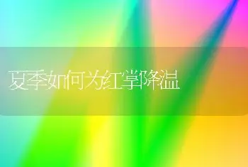 夏季如何为红掌降温