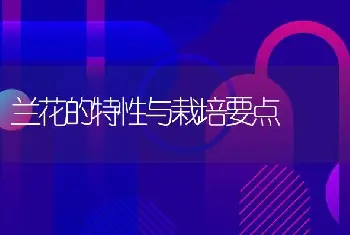 兰花的特性与栽培要点