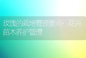 玫瑰的栽培管理要点-花卉苗木养护管理