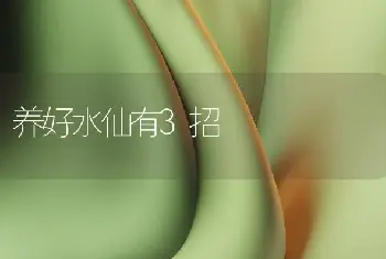 养好水仙有3招