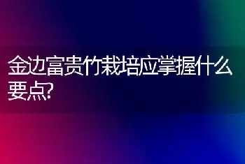 金边富贵竹栽培应掌握什么要点?