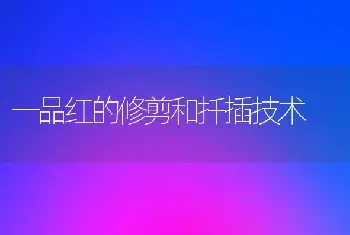 一品红的修剪和扦插技术