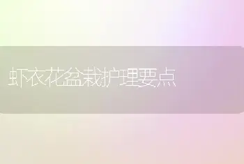 虾衣花盆栽护理要点