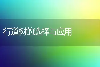 行道树的选择与应用