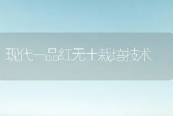 现代一品红无土栽培技术