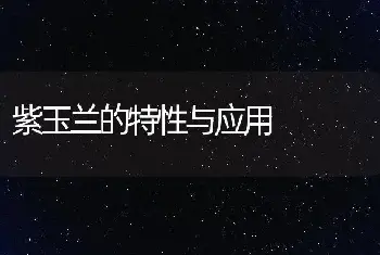 紫玉兰的特性与应用