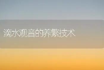 滴水观音的养繁技术