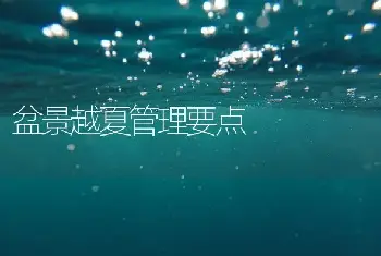 盆景越夏管理要点