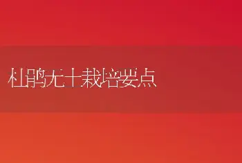 杜鹃无土栽培要点