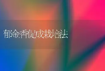 郁金香促成栽培法