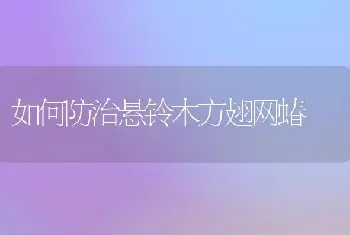 如何防治悬铃木方翅网蝽