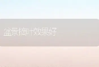 盆景摘叶效果好