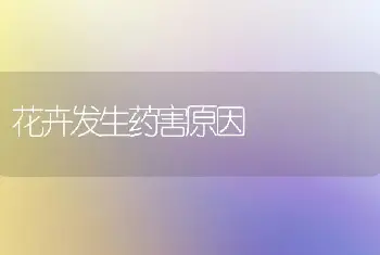 花卉发生药害原因