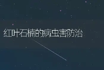 红掌的栽培