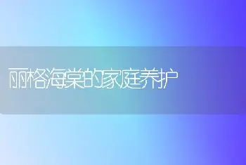 丽格海棠的家庭养护