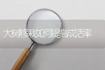 大树移栽如何提高成活率