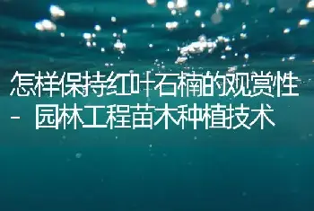 怎样保持红叶石楠的观赏性-园林工程苗木种植技术