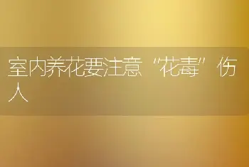 室内养花要注意“花毒”伤人