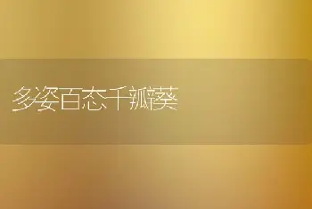 多姿百态千瓣葵