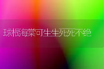 球根海棠可生生死死不绝