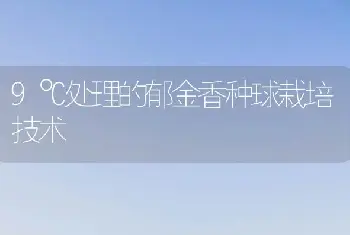 9℃处理的郁金香种球栽培技术