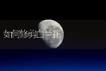 如何修剪白兰花