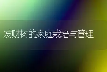 发财树的家庭栽培与管理