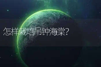 怎样栽培吊钟海棠？