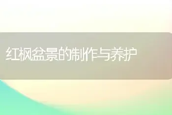 红枫盆景的制作与养护