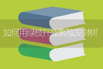 如何用绿枝扦插繁殖发财树