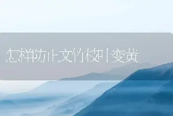 怎样防止文竹枝叶变黄