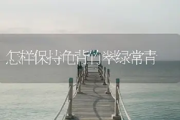 怎样保持龟背竹翠绿常青