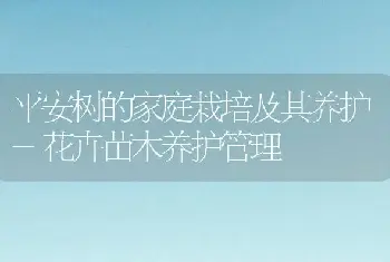 平安树的家庭栽培及其养护-花卉苗木养护管理