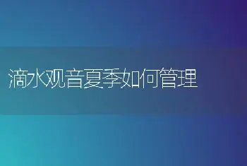 滴水观音夏季如何管理