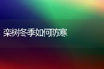 栾树冬季如何防寒