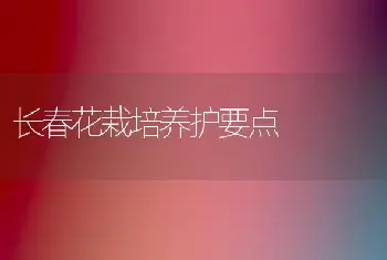 长春花栽培养护要点