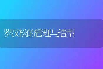 罗汉松的管理与造型