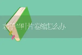 君子兰叶片卷缩怎么办